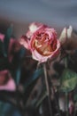 Withered old pink yellow red roses flowers Royalty Free Stock Photo