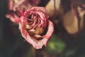 Withered old pink yellow red roses flowers Royalty Free Stock Photo