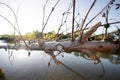 a withered old tree on the bank of a mountain river Royalty Free Stock Photo
