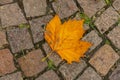 Withered orange maple leaf on the ground