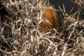 Withered orange thistle in a bouquet of dried spiny twigs