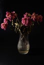 Withered peonies in a vase on a black background