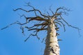 Withered pine crown. Dead tree in the forest of Central Europe Royalty Free Stock Photo