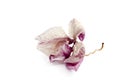 Withered pink orchid