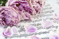 Withered pink peonies are on the musical notes with several petals