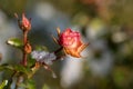 Pink rose covered with snow Royalty Free Stock Photo