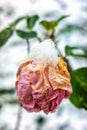 Withered pink rose covered by snow Royalty Free Stock Photo