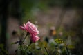 Withered pink rose.