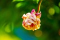 A withered pink rose isolated on green background. Royalty Free Stock Photo