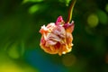 A withered pink rose isolated on green background. Royalty Free Stock Photo