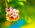 A withered pink rose isolated on green background. Royalty Free Stock Photo