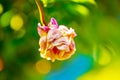 A withered pink rose isolated on green background. Royalty Free Stock Photo