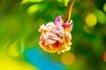 A withered pink rose isolated on green background. Royalty Free Stock Photo