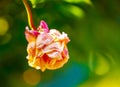 A withered pink rose isolated on green background. Royalty Free Stock Photo