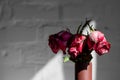 Withered pink roses in a vase in the hard rays of the sun against a background of white brick Royalty Free Stock Photo