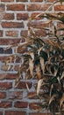 Withered Plant Against Brick Wall Royalty Free Stock Photo