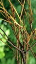 Withered plant branches