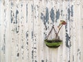 Withered Plant on Corrugated Grunge Wall.