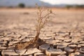 withered plant on dry soil