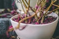 Withered plant with purple leaves in white porcelain pot