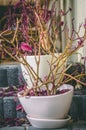 Withered plant with purple leaves in white porcelain pot