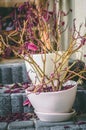 Withered plant with purple leaves in white porcelain pot