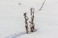 Withered plant stems sticking out from snow