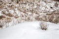 Withered plants in snow