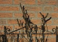 Withered plants in winter sun on terrace in front of brick wall