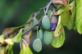 Withered plums on branch in july