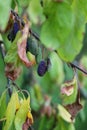 Withered plums on branch in july