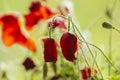 Withered poppy flowers Royalty Free Stock Photo