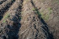 Withered potato plants from close