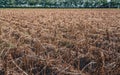 Withered potato plants in converging ridges