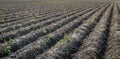 Withered potato plants in long converging ridges