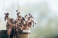 Withered potted flowers. Poor plant care, lack of water, drought.