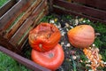Withered pumpkins