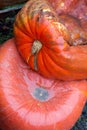 Withered pumpkins