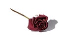 Withered Red Rose Royalty Free Stock Photo