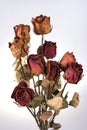 Withered Red Rose Royalty Free Stock Photo