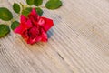 Withered red rose background Royalty Free Stock Photo