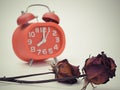 Withered red rose. death flower and watch time. Royalty Free Stock Photo