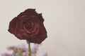 Withered red rose flower over white background, selective focus. Fade color and mock up. Royalty Free Stock Photo