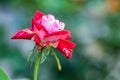 Red rose in the garden with partly withered petals close Royalty Free Stock Photo