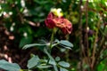 Withered red rose in a green garden green background. close-up of flower Royalty Free Stock Photo