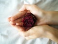 Withered red rose in the hands of a young girl Royalty Free Stock Photo