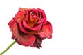 Withered red rose Royalty Free Stock Photo