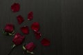 A withered red rose and petals on black background Royalty Free Stock Photo