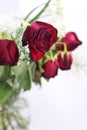 Withered red roses Royalty Free Stock Photo