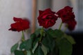 Withered red roses with green leaves Royalty Free Stock Photo